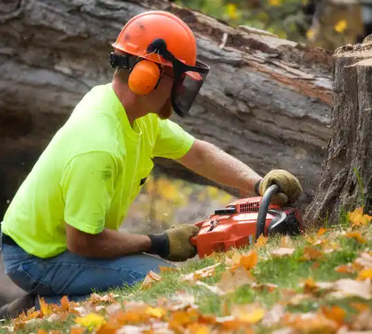 tree services Riverlea